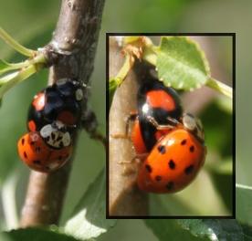 Harmonia axyridis